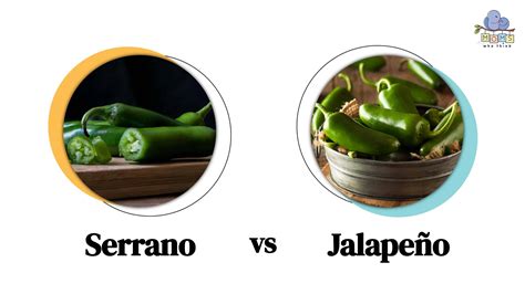 serrano or jalapeno hotter|what's hotter jalapeno or serrano.